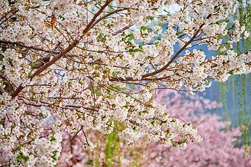 Image showing Blooming sakura cherry blossom