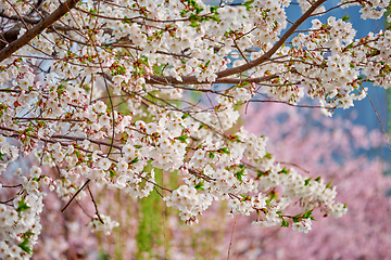 Image showing Blooming sakura cherry blossom