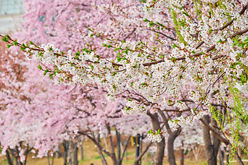 Image showing Blooming sakura cherry blossom