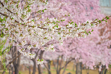 Image showing Blooming sakura cherry blossom