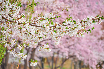 Image showing Blooming sakura cherry blossom