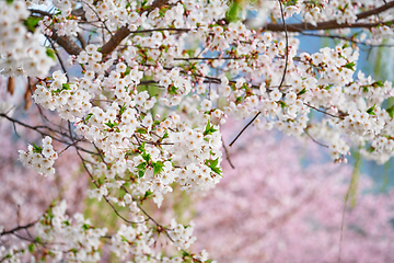 Image showing Blooming sakura cherry blossom