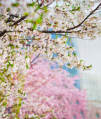 Image showing Blooming sakura cherry blossom