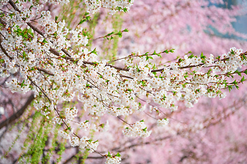 Image showing Blooming sakura cherry blossom