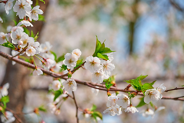 Image showing Blooming sakura cherry blossom