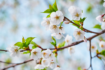 Image showing Blooming sakura cherry blossom