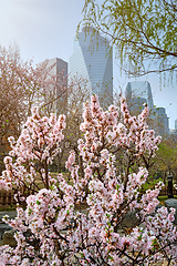 Image showing Yeouido Park in Seoul, Korea