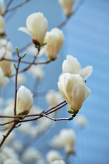 Image showing Blloming flowers on a tree in spring