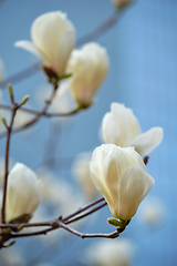 Image showing Blloming flowers on a tree in spring