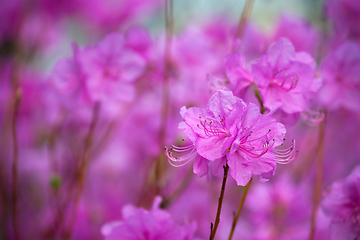 Image showing Rhododendron Mucronulatum Korean Rhododendron flower