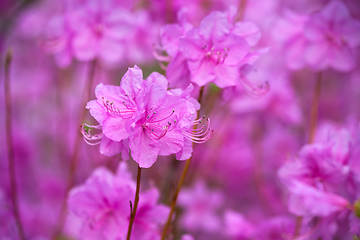 Image showing Rhododendron Mucronulatum Korean Rhododendron flower