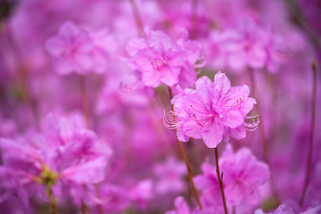 Image showing Rhododendron Mucronulatum Korean Rhododendron flower