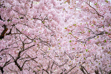 Image showing Blooming sakura cherry blossom