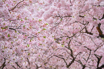 Image showing Blooming sakura cherry blossom