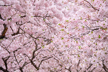 Image showing Blooming sakura cherry blossom