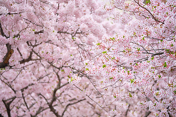 Image showing Blooming sakura cherry blossom