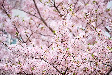 Image showing Blooming sakura cherry blossom