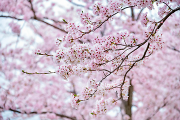 Image showing Blooming sakura cherry blossom