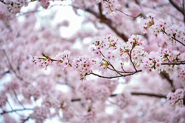 Image showing Blooming sakura cherry blossom