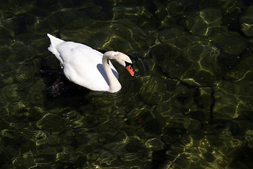 Image showing Swan