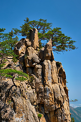 Image showing Pine tree and rock cliff , Seoraksan National Park, South Korea