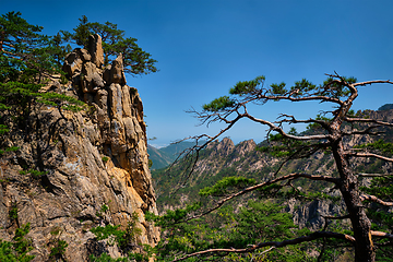 Image showing Pine tree and rock cliff , Seoraksan National Park, South Korea