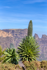Image showing Giant lobelia in Semien or Simien Mountains, Ethiopia