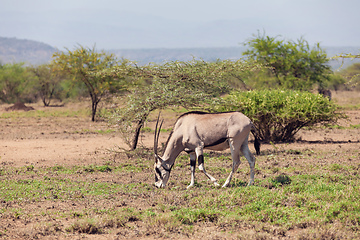 Image showing East African oryx, Awash Ethiopia