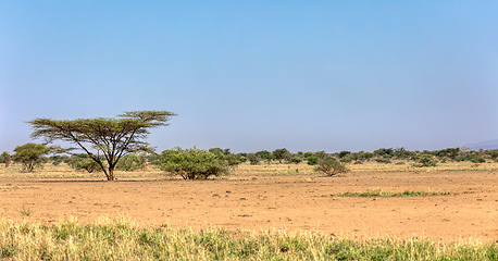 Image showing savanna in the Awash National Park, Ethiopia