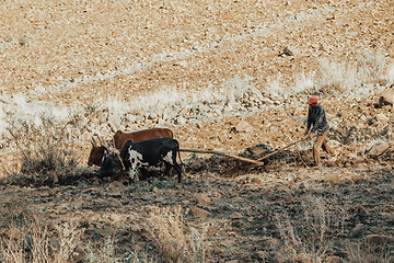 Image showing Ethiopian farmer plows fields with cows