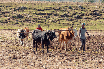 Image showing Ethiopian farmer plows fields with cows