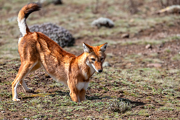 Image showing ethiopian wolf, Canis simensis, Ethiopia