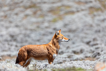 Image showing ethiopian wolf, Canis simensis, Ethiopia