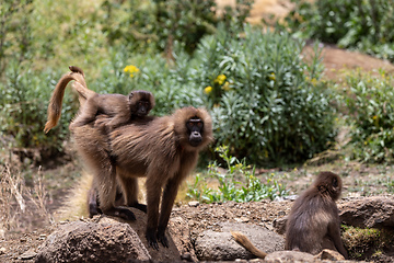 Image showing endemic Gelada in Simien mountain, Etiopia