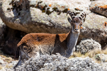 Image showing rare Walia ibex in Simien Mountains Ethiopia