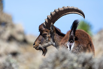 Image showing rare Walia ibex in Simien Mountains Ethiopia