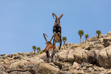 Image showing rare Walia ibex in Simien Mountains Ethiopia