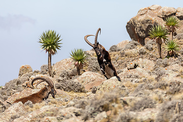 Image showing rare Walia ibex in Simien Mountains Ethiopia