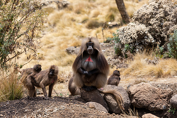 Image showing endemic Gelada in Simien mountain, Etiopia