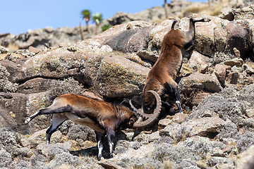 Image showing rare Walia ibex in Simien Mountains Ethiopia