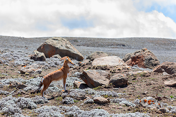 Image showing ethiopian wolf, Canis simensis, Ethiopia