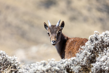 Image showing rare Walia ibex in Simien Mountains Ethiopia