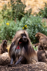 Image showing endemic Gelada in Simien mountain, Etiopia