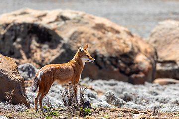 Image showing ethiopian wolf, Canis simensis, Ethiopia