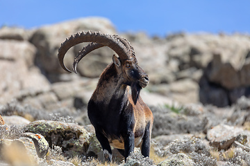 Image showing rare Walia ibex in Simien Mountains Ethiopia