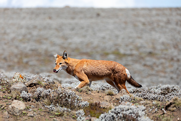 Image showing ethiopian wolf, Canis simensis, Ethiopia