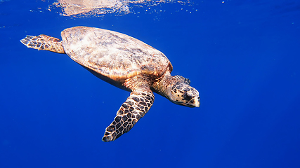 Image showing cute green sea turtle (Chelonia mydas)