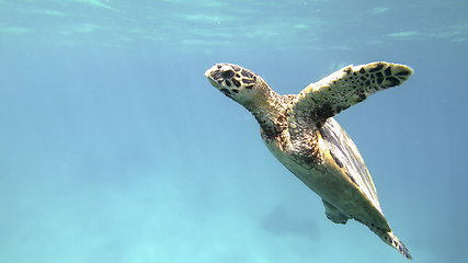 Image showing cute green sea turtle (Chelonia mydas)