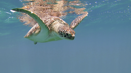 Image showing cute green sea turtle (Chelonia mydas)