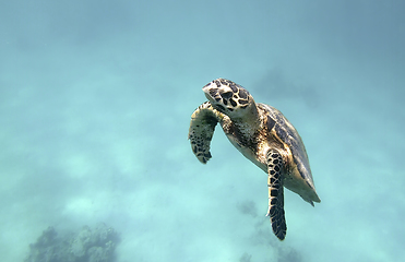 Image showing cute green sea turtle (Chelonia mydas)